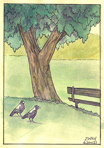 Magpies on the Lawn